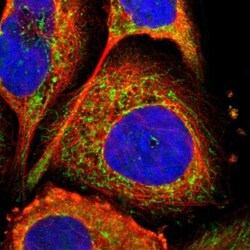 CPNE7 Antibody, Novus Biologicals:Antibodies:Primary Antibodies